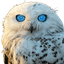 Owlai Assistant
